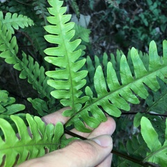 Pteris amoena