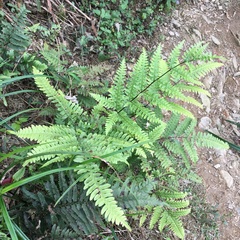 Pteris amoena
