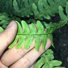 Pteris amoena