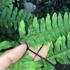 Pteris amoena
