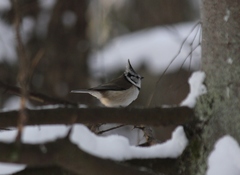 Lophophanes cristatus