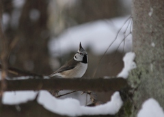 Lophophanes cristatus