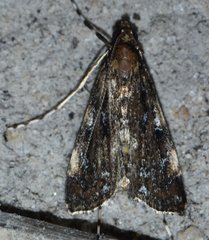Langessa nomophilalis