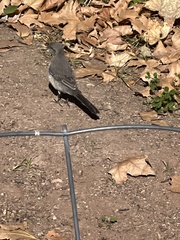 Mimus polyglottos