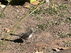 Mimus polyglottos