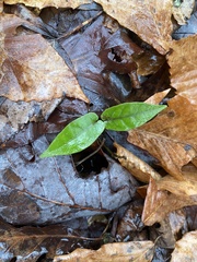 Bignonia