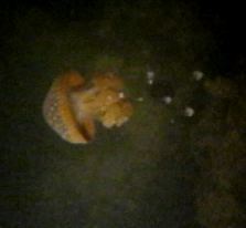 Phyllorhiza punctata