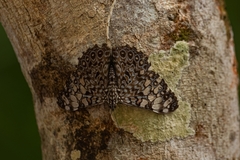 Hamadryas feronia