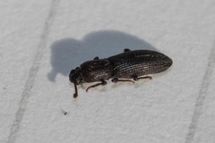 Pycnomerus
