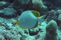 Chaetodon xanthocephalus