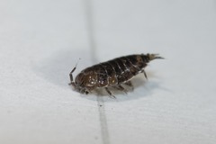 Styloniscus