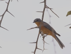 Melaenornis semipartitus