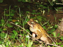 Rhinella ornata