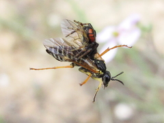 Tenthredo sebastiani