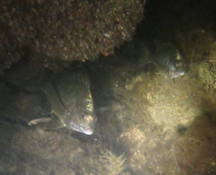 Acanthopagrus butcheri