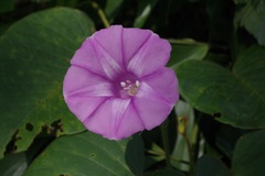 Argyreia capitiformis