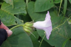 Argyreia capitiformis