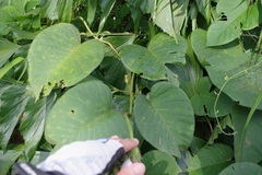 Argyreia capitiformis