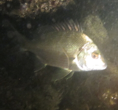 Acanthopagrus butcheri