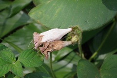 Argyreia capitiformis