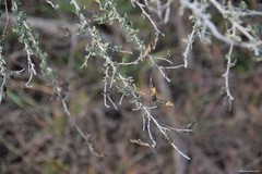 Adenocarpus complicatus