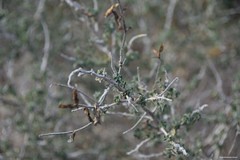 Adenocarpus complicatus