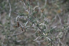 Adenocarpus complicatus