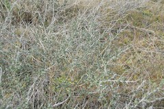 Adenocarpus complicatus