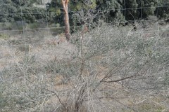 Adenocarpus complicatus