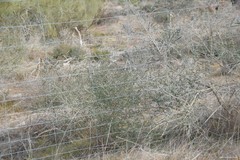 Adenocarpus complicatus