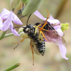 Tenthredo sebastiani