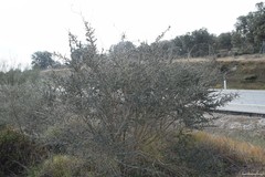 Adenocarpus complicatus