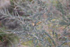 Adenocarpus complicatus