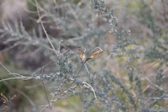 Adenocarpus complicatus