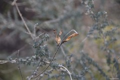 Adenocarpus complicatus