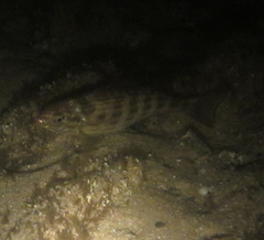 Helotes octolineatus