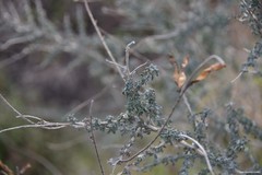 Adenocarpus complicatus