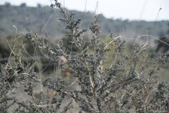 Adenocarpus complicatus