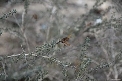 Adenocarpus complicatus