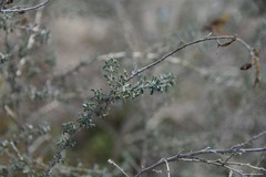 Adenocarpus complicatus