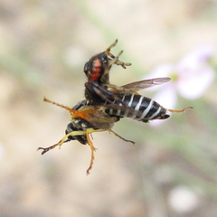 Tenthredo sebastiani