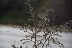 Adenocarpus complicatus