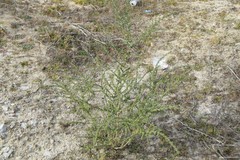 Adenocarpus complicatus