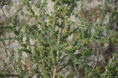 Adenocarpus complicatus