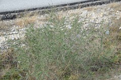 Adenocarpus complicatus