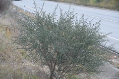 Adenocarpus complicatus