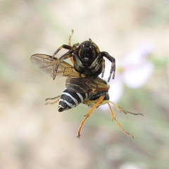 Tenthredo sebastiani