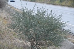 Adenocarpus complicatus