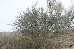 Adenocarpus complicatus