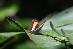 Adelpha cocala lorzae